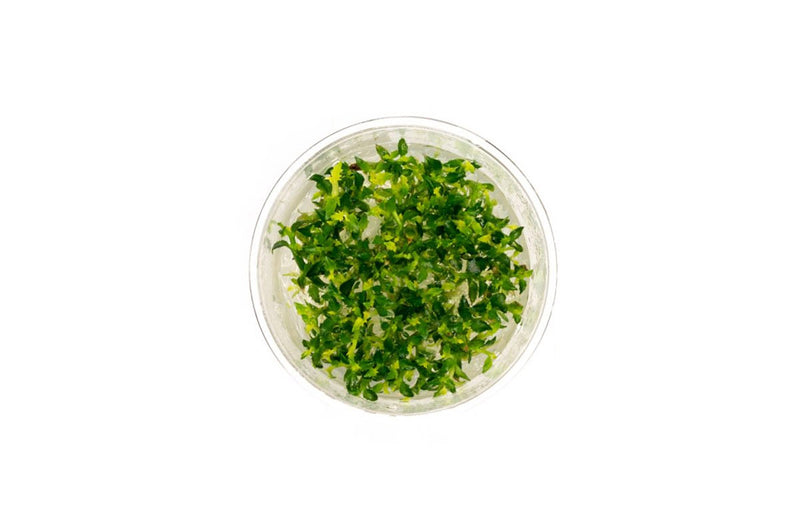 Ammannia Towuti UNS Tissue Culture Aquatic Plant - Buce Plant