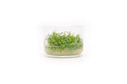 Ammannia Towuti UNS Tissue Culture Aquatic Plant - Buce Plant