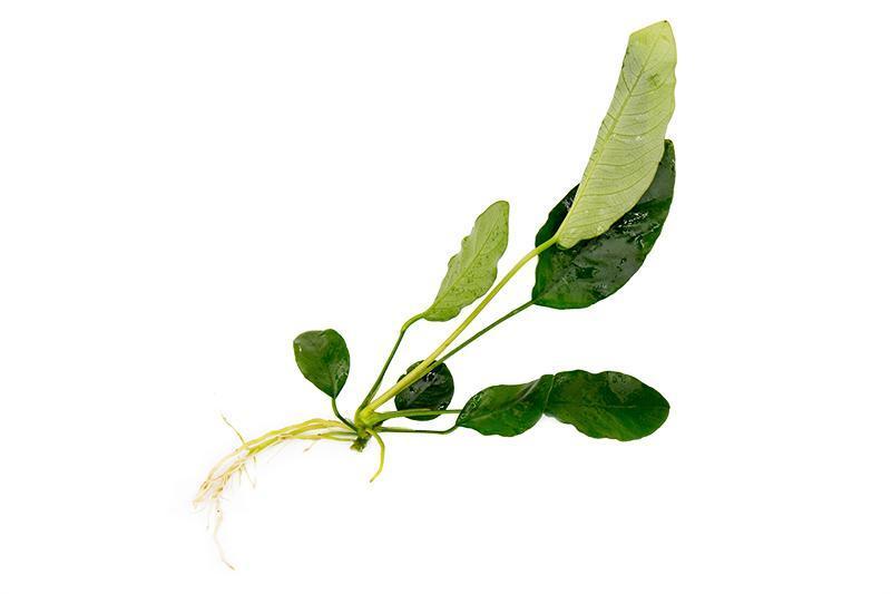 Anubias Barteri Aquatic Plant - Buce Plant