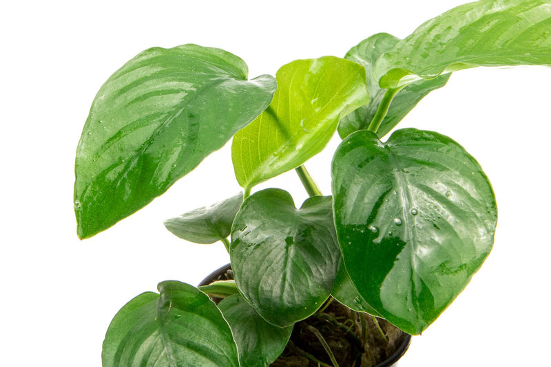 Anubias Barteri Broad Leaf Aquatic Plant - Buce Plant
