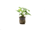 Anubias Barteri Broad Leaf Aquatic Plant - Buce Plant
