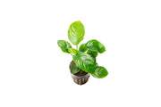 Anubias Barteri Broad Leaf Aquatic Plant - Buce Plant