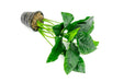Anubias Barteri Broad Leaf Mother Pot - BucePlant.com