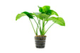Anubias Barteri Broad Leaf Mother Pot - BucePlant.com