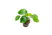Healthy Anubias Barteri Butterfly aquatic plant from CPA with broad green leaves, ideal for freshwater aquariums.
