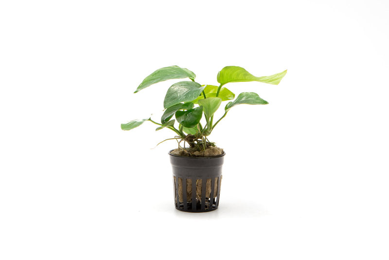 Healthy Anubias Barteri Butterfly aquatic plant from CPA with broad green leaves, suitable for freshwater aquariums.