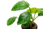 Healthy Anubias Barteri Butterfly aquatic plant from CPA with broad green leaves, ideal for freshwater aquariums.