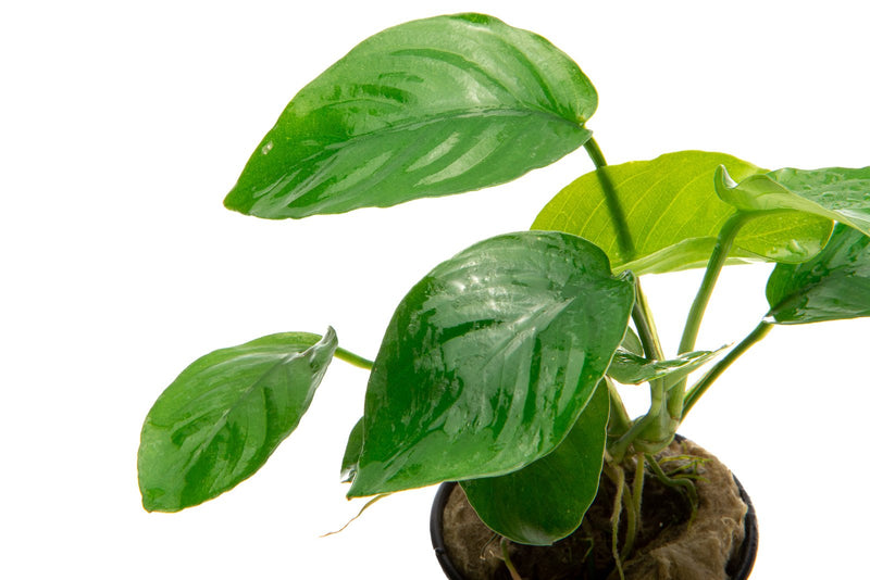 Healthy Anubias Barteri Butterfly aquatic plant from CPA with broad green leaves, ideal for freshwater aquariums.