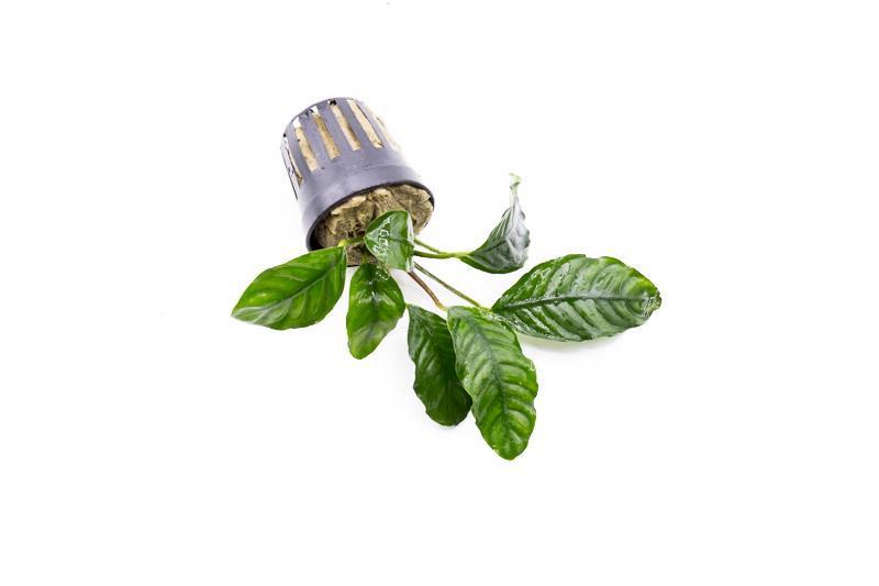Anubias Barteri 'Coffeefolia' Aquatic Plant - Buce Plant