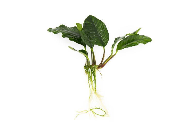 Anubias Barteri 'Coffeefolia' Aquatic Plant - Buce Plant
