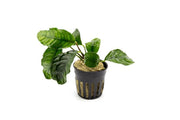 Anubias Barteri 'Coffeefolia' Aquatic Plant - Buce Plant