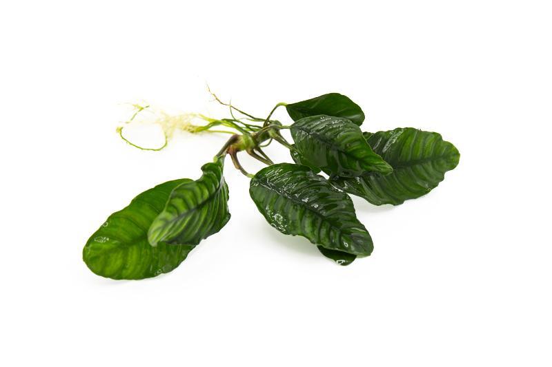 Anubias Barteri 'Coffeefolia' Aquatic Plant - Buce Plant