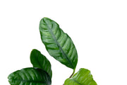Anubias Barteri 'Coffeefolia' Aquatic Plant - Buce Plant