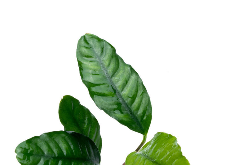 Anubias Barteri 'Coffeefolia' Aquatic Plant - Buce Plant