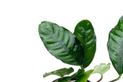 Anubias Barteri 'Coffeefolia' Aquatic Plant - Buce Plant