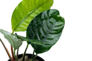 Anubias Barteri 'Coffeefolia' Aquatic Plant - Buce Plant