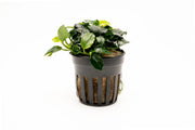 Dark Angel Anubias Barteri aquatic plant from CPA, showcasing broad green leaves ideal for freshwater aquariums.