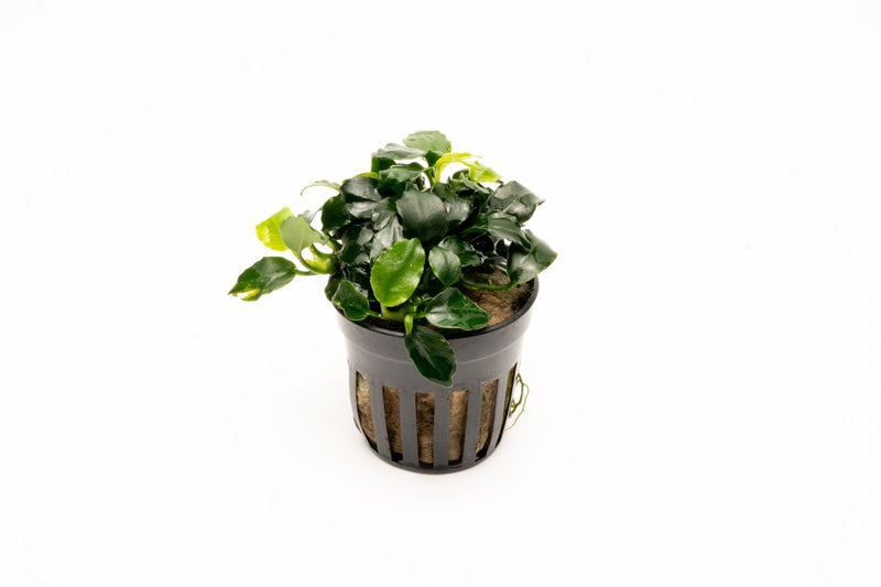 Dark Angel Anubias Barteri aquatic plant from CPA with broad green leaves, suitable for freshwater aquariums.