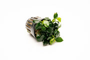 Dark Angel Anubias Barteri aquatic plant by CPA, showing lush green leaves suitable for freshwater aquariums.