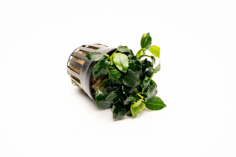 Dark Angel Anubias Barteri aquatic plant by CPA, showing lush green leaves suitable for freshwater aquariums.