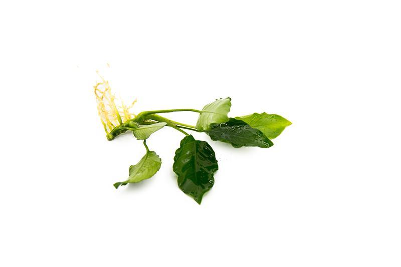 Anubias Nana Long Wavy aquatic plant by CPA with long, wavy green leaves suitable for freshwater aquariums.