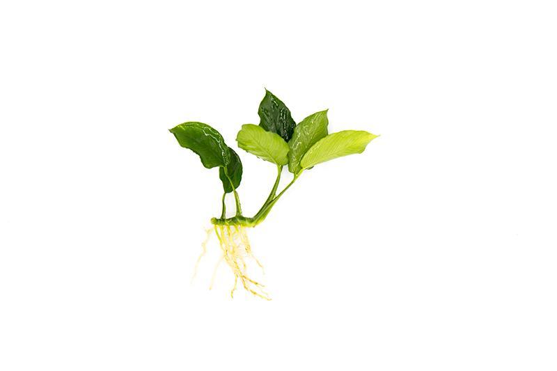Healthy Anubias Nana Long Wavy aquatic plant from CPA with long, wavy green leaves suitable for freshwater aquariums.