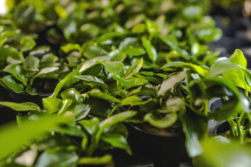 Healthy Anubias Nana Long Wavy aquatic plant from CPA with long, wavy green leaves suitable for freshwater aquariums.
