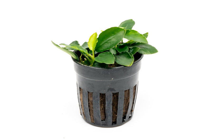 Healthy Anubias Nana Long Wavy aquatic plant from CPA with long, wavy green leaves suitable for freshwater aquariums.