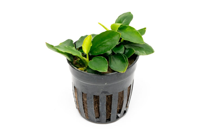 Anubias Nana Long Wavy aquatic plant from CPA with long, wavy green leaves suitable for freshwater aquariums.