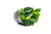 Aquatic plant Anubias Nana Long Wavy by CPA with long, wavy green leaves suitable for freshwater aquariums.