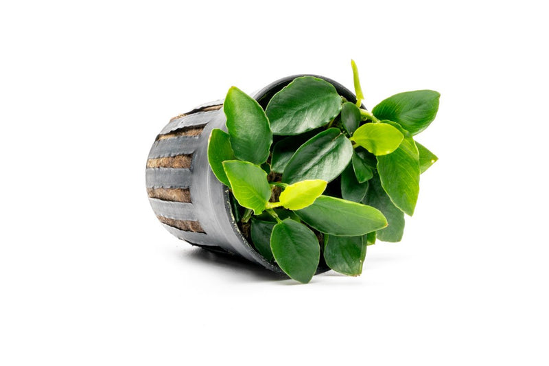 Aquatic plant Anubias Nana Long Wavy by CPA with long, wavy green leaves suitable for freshwater aquariums.