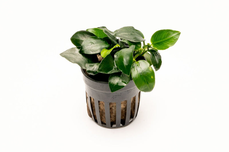 Healthy Anubias Barteri Petite Round aquatic plant from CPA with broad green leaves for freshwater aquariums.