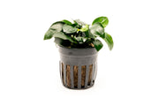 Small Anubias Barteri Petite Round aquatic plant from CPA with rounded green leaves, suitable for freshwater aquariums.