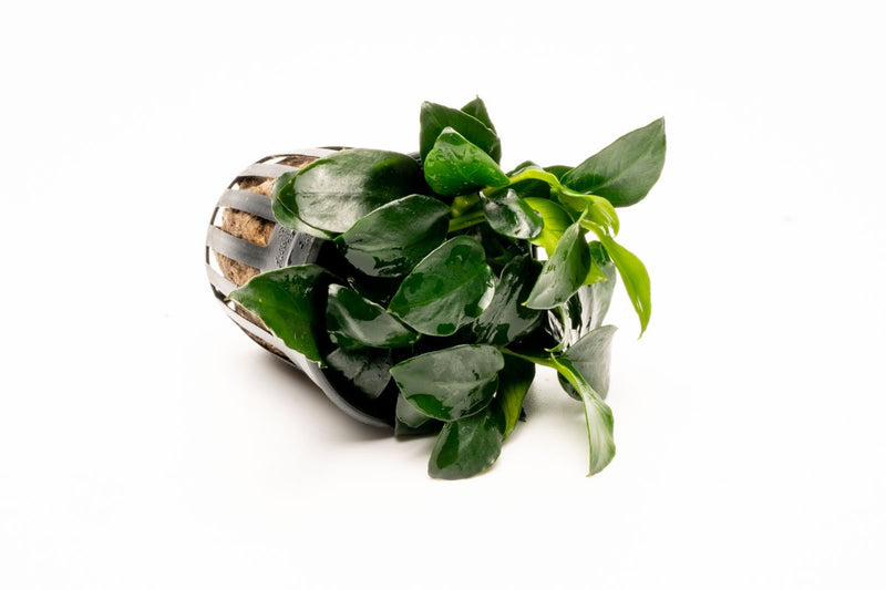 Small Anubias Barteri Petite Round aquatic plant from CPA with rounded leaves, ideal for freshwater aquariums.