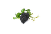 Anubias Barteri Petite aquatic plant on lava stone, featuring small round leaves, from CPA, suitable for freshwater aquariums.