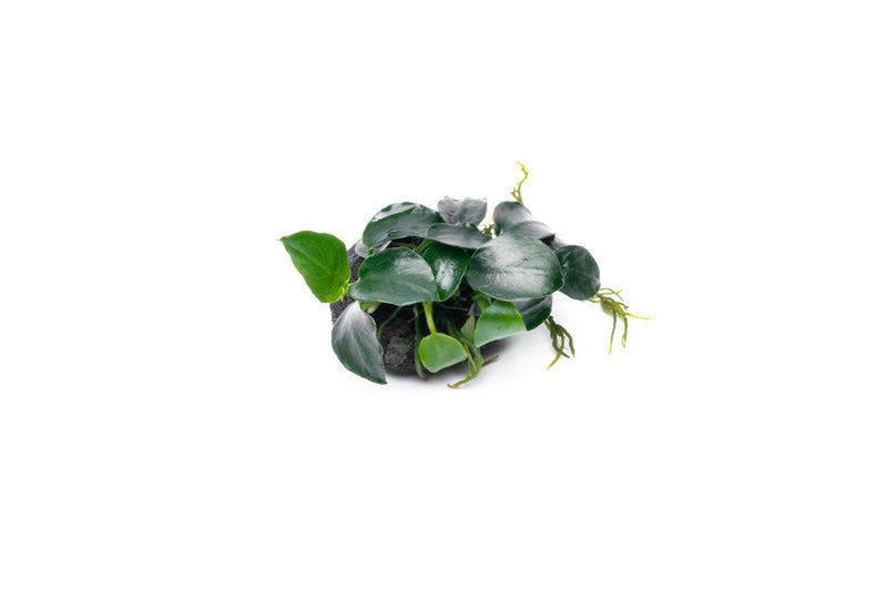 Anubias Barteri Petite round aquatic plant attached to lava stone, ideal for freshwater aquariums, by CPA.