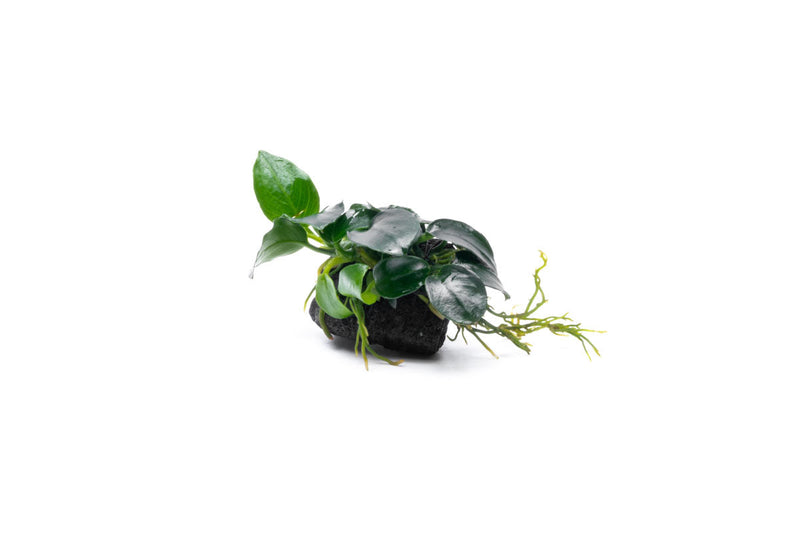 Anubias Barteri Petite aquatic plant attached to a lava stone, showcasing round leaves and lush green foliage.