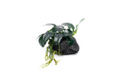 Anubias Barteri Petite aquatic plant mounted on lava stone, with broad green leaves and thick Rhizome for freshwater aquarium.