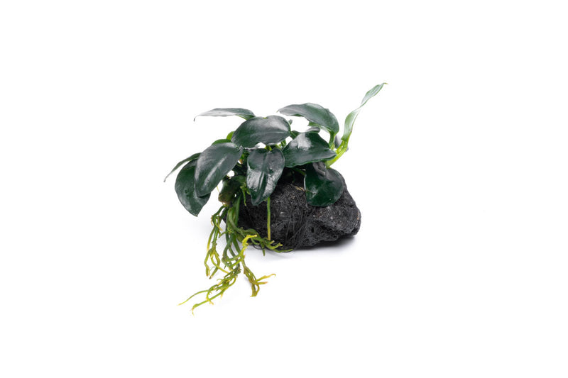 Anubias Barteri Petite aquatic plant mounted on lava stone, with broad green leaves and thick Rhizome for freshwater aquarium.