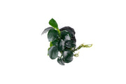 Anubias Barteri Petite Round aquatic plant attached to lava stone, healthy green leaves, ideal for freshwater aquariums.