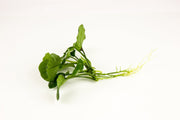 Anubias Barteri Round (Golden Coin) Aquatic Plant - Buce Plant