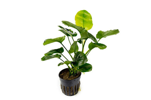 Anubias Barteri Round (Golden Coin) — Buce Plant