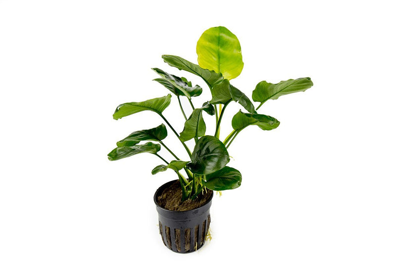 Anubias Barteri Round (Golden Coin) Aquatic Plant - Buce Plant