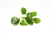 Anubias Barteri Round (Golden Coin) Aquatic Plant - Buce Plant