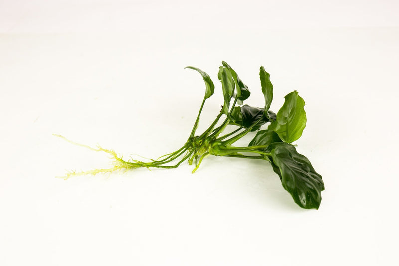 Anubias Barteri Round (Golden Coin) Aquatic Plant - Buce Plant