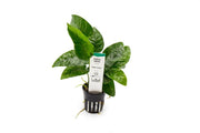 Healthy Anubias Barteri Striped aquatic plant from CPA with broad green and striped leaves for freshwater aquariums.