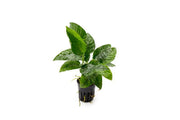 Striped Anubias Barteri aquatic plant from CPA, showing broad green leaves with distinctive light-colored stripes.