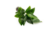 Healthy Anubias Barteri Striped aquatic plant from CPA with green and striped leaves for freshwater aquariums.