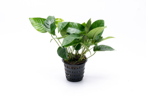 Anubias Barteri Striped Mother Pot — Buce Plant