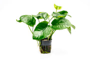 Healthy Anubias Barteri 'Wrinkle Leaf' aquatic plant from CPA with broad, textured leaves suitable for freshwater aquariums.